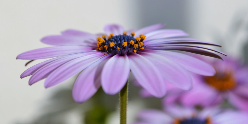 newflower
